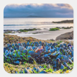 Sticker Carré Moules