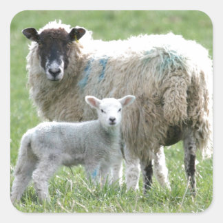 Sticker Carré Mouton avec son agneau