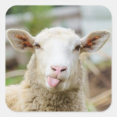 Sticker Carré Mouton montrer langue (Devant)