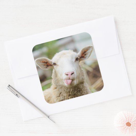 Sticker Carré Mouton montrer langue (Enveloppe)