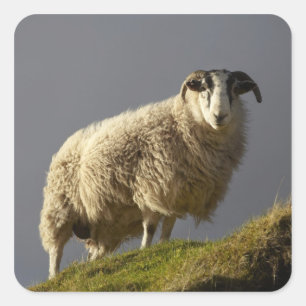Sticker Carré Moutons, péninsule de Trotternish, île de Skye,