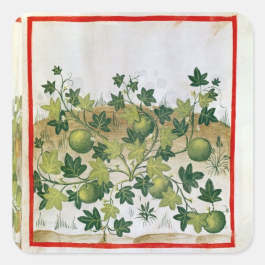 Sticker Carré Ms 3054 fol.20 Melons, de 'Tacuinum Sanitatis' (Devant)