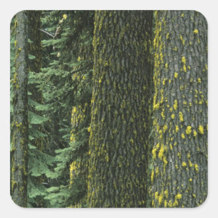 Sticker Carré Mt. Ashland, forêt nationale de Rogue River,