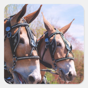 Sticker Carré mule