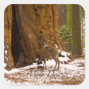 Sticker Carré Mule Deer