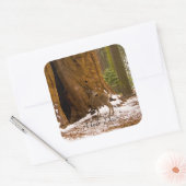 Sticker Carré Mule Deer (Enveloppe)