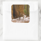 Sticker Carré Mule Deer (Sac)