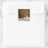 Sticker Carré Mule Deer (Sac)