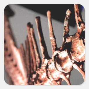 Sticker Carré Musée de Houston de la Science naturelle