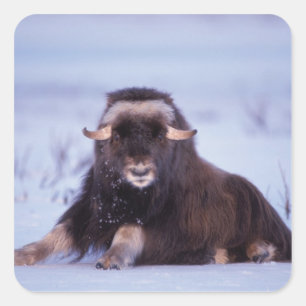 Sticker Carré muskox, Ovibos moschatus, jeune taureau