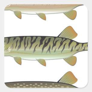 Sticker Carré Musky Tiger et Northern Pike vecteur