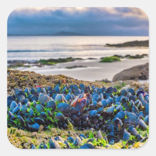 Sticker Carré Mussels (Devant)