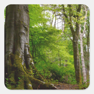 Sticker Carré Mystic Forset