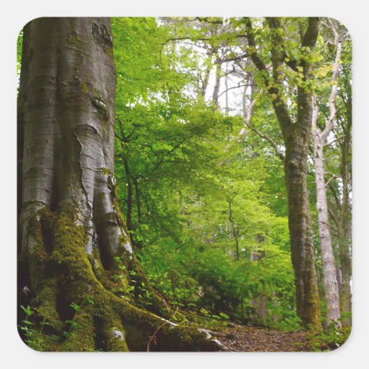 Sticker Carré Mystic Forset (Devant)