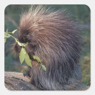 Sticker Carré NA, États-Unis, Alaska, Porcupine captif