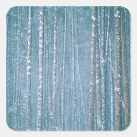 Sticker Carré NA, USA, WY. Scène hivernale neige parmi (Devant)