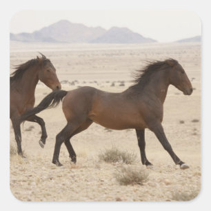 Sticker Carré Namibie, Aus. Chevaux sauvages courant sur le Nami