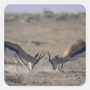 Sticker Carré Namibie, parc national d'Etosha, Deux mâles