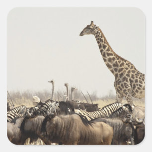 Sticker Carré Namibie, parc national d'Etosha. Une girafe solita