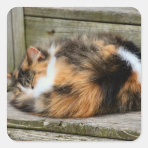 Sticker Carré Naptime