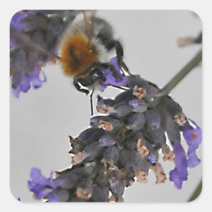 Sticker Carré Natures de merveilleux travailleurs