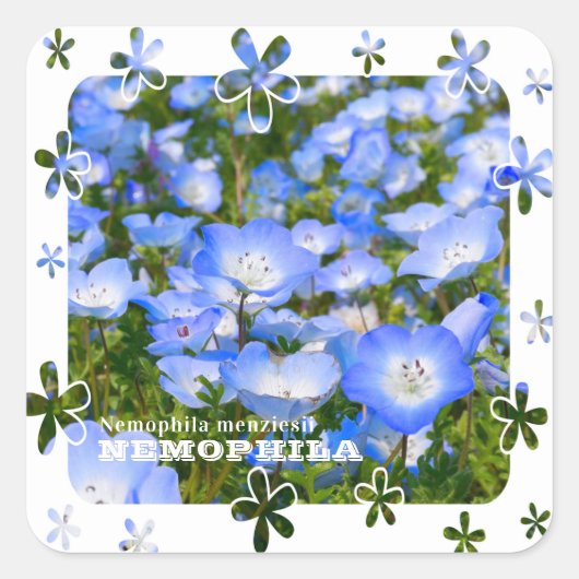 Sticker Carré NEMOPHILA（Baby Blue Eyes） (Devant)