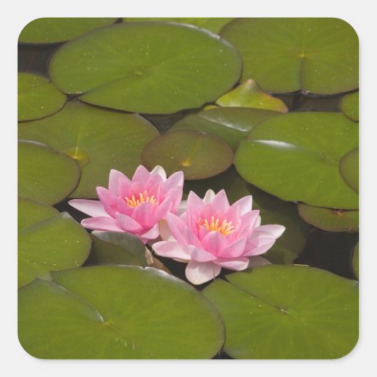 Sticker Carré Nénuphars (Devant)