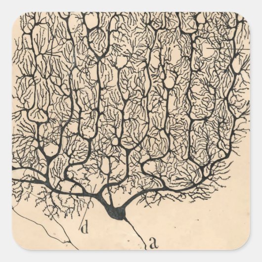 Sticker Carré Neuron Drawing By Santiago Ramón Y Cajal (Devant)