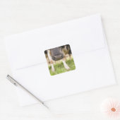Sticker Carré Nez de vache (Enveloppe)