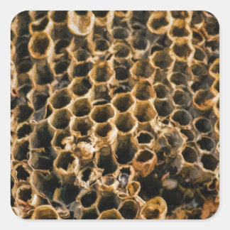 Sticker Carré Nid vide