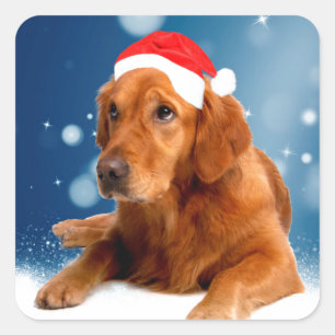 Sticker Carré Noël Mignonne Golden Retriever Chien Santa Hat Nei
