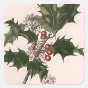 Sticker Carré Noël vintage, plante de houx avec des baies rouges