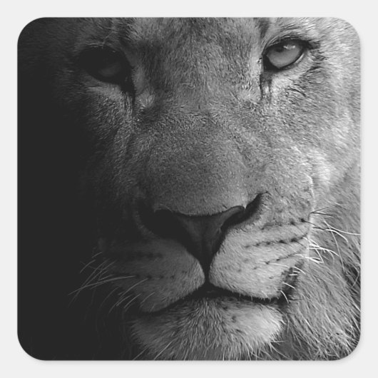 Sticker Carré Noir Blanc Motivation Leadership Lion Portrait (Devant)