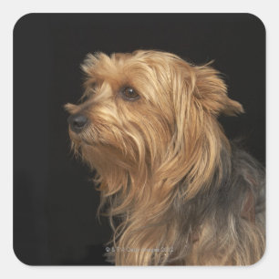 Sticker Carré Noir et brun Yorkie profil gauche sur noir