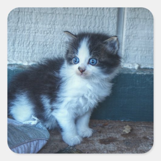 Sticker Carré Noir + Kitten blanc (Devant)
