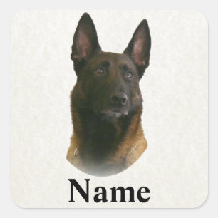 Sticker Carré nom malinois belge