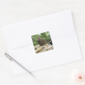 Sticker Carré Nourriture pour papillons (Enveloppe)