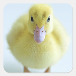 Sticker Carré Nouveau canard