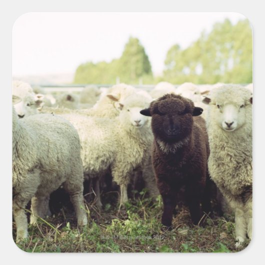 Sticker Carré Nouvelle-Zélande (Devant)