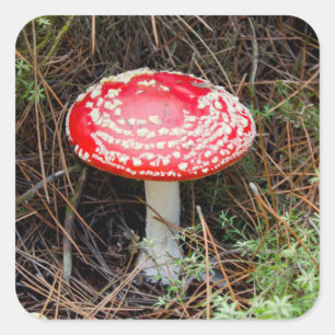 Sticker Carré Nouvelle-Zélande, Rotorua, zone volcanique du Tau