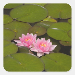 Sticker Carré Nymphéas en fleurs