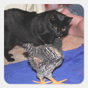 Sticker Carré Observateurs