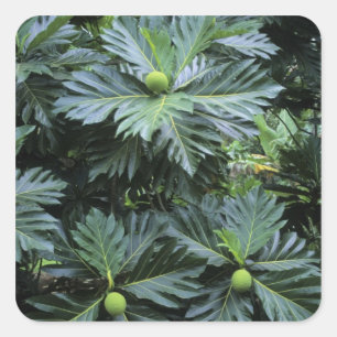 Sticker Carré Océanie, Pacifique Sud, Polynésie française,