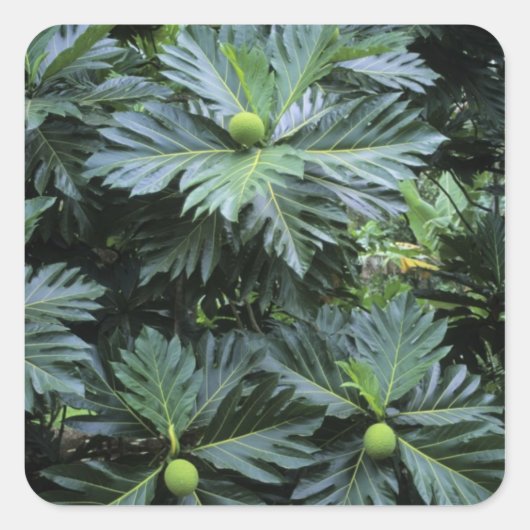 Sticker Carré Océanie, Pacifique Sud, Polynésie française, (Devant)