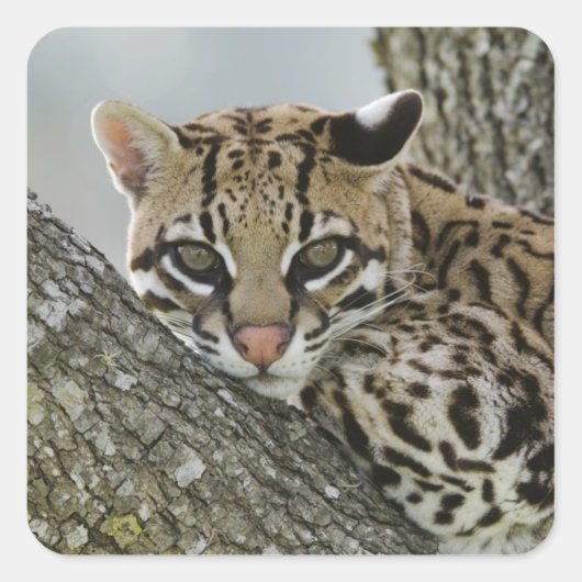 Sticker Carré Ocelot, Felis pardalis, captif, femelle au repos 2 (Devant)