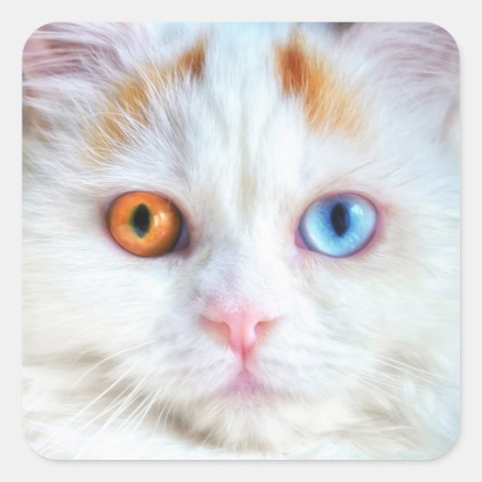 Sticker Carré Odd-Eyed White Persian Cat (Devant)