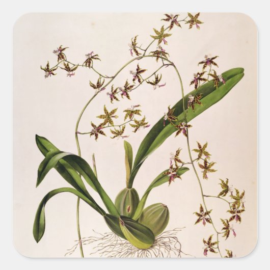 Sticker Carré Odontoglossum Hastatum (Devant)