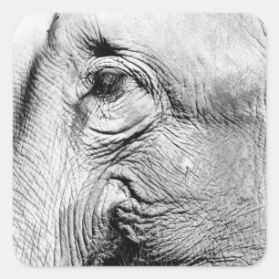 Sticker Carré Oeil d'éléphants, 2017