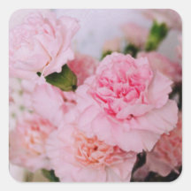 oeillet rose fleurs photographie style vintage