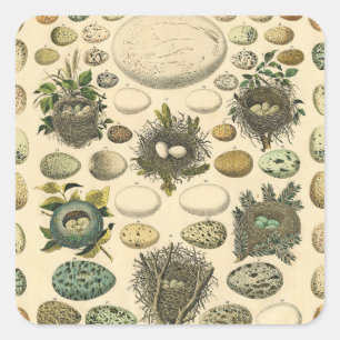 Sticker Carré OEuf vintage Nid Art Peinture OEufs